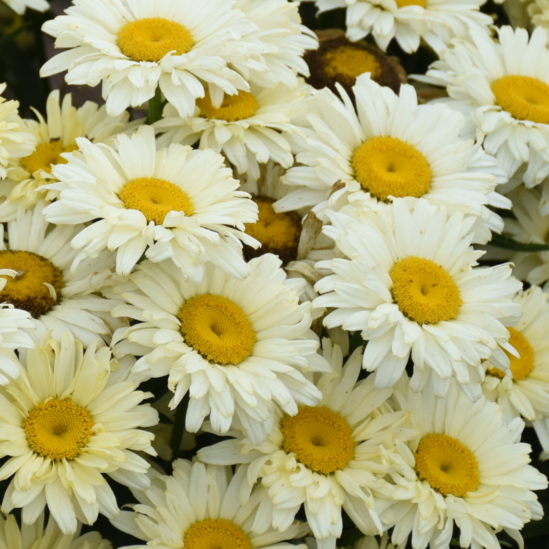 Amazing_Daisies_Banana_Cream_I