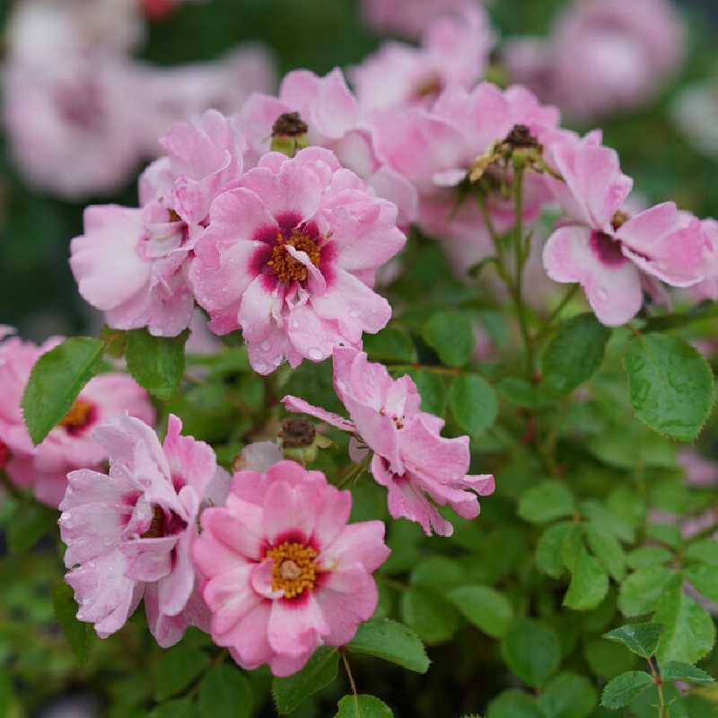 Ringo® Double Pink Rose | Plant Addicts