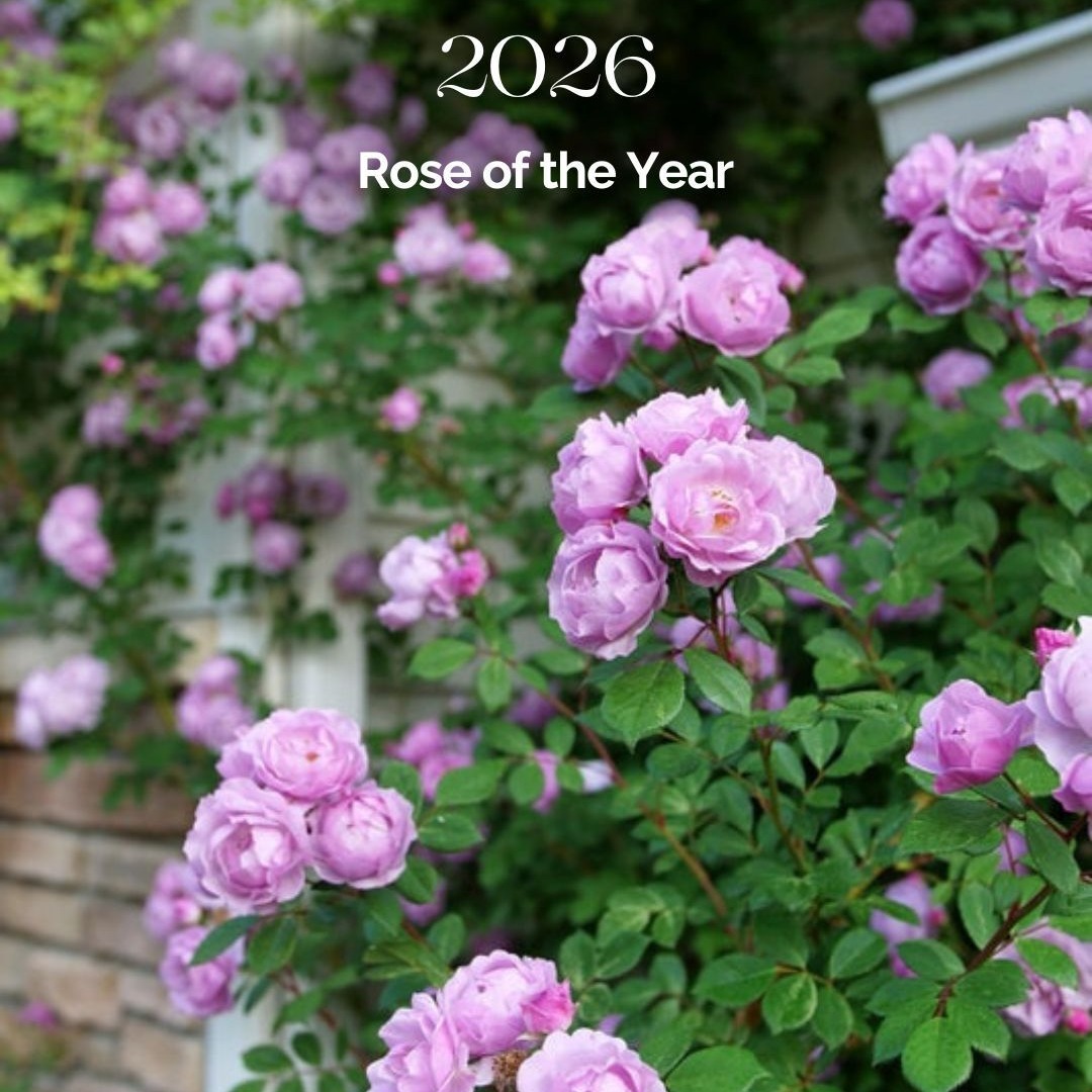 Rise Up Lilac Days™ Rose | Plant Addicts