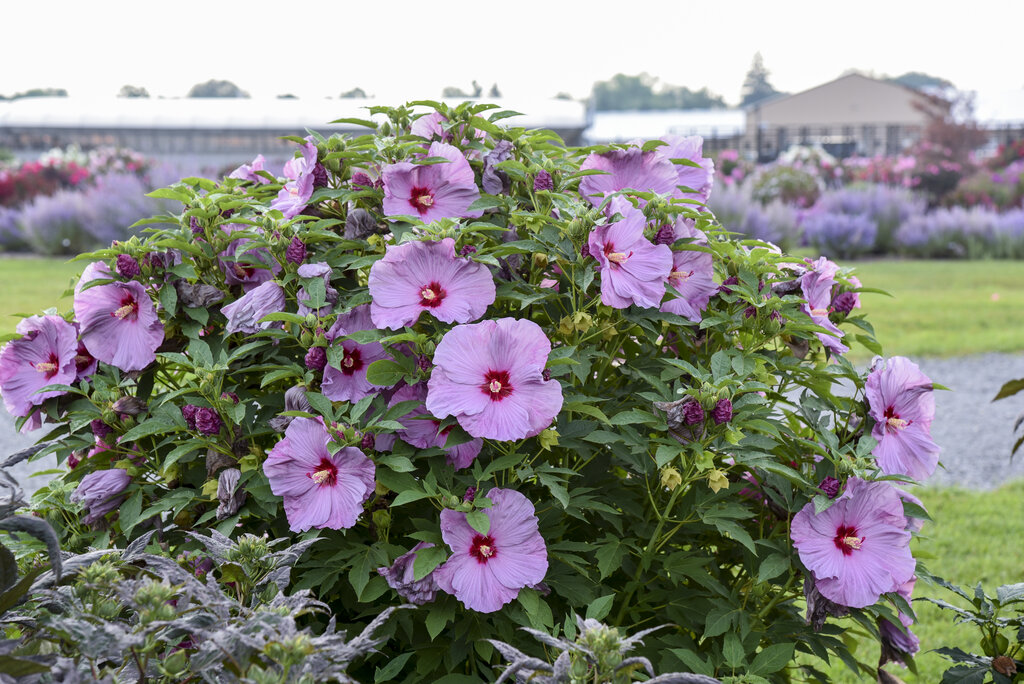 Summerific® Lilac Crush Hibiscus | Plant Addicts