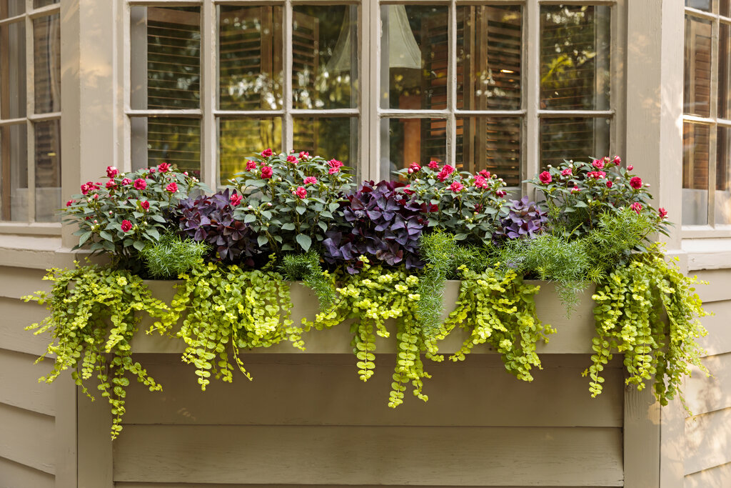 Proven Accents Asparagus Fern