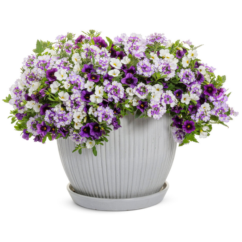 Amethyst Dreams Container Garden | Plant Addicts