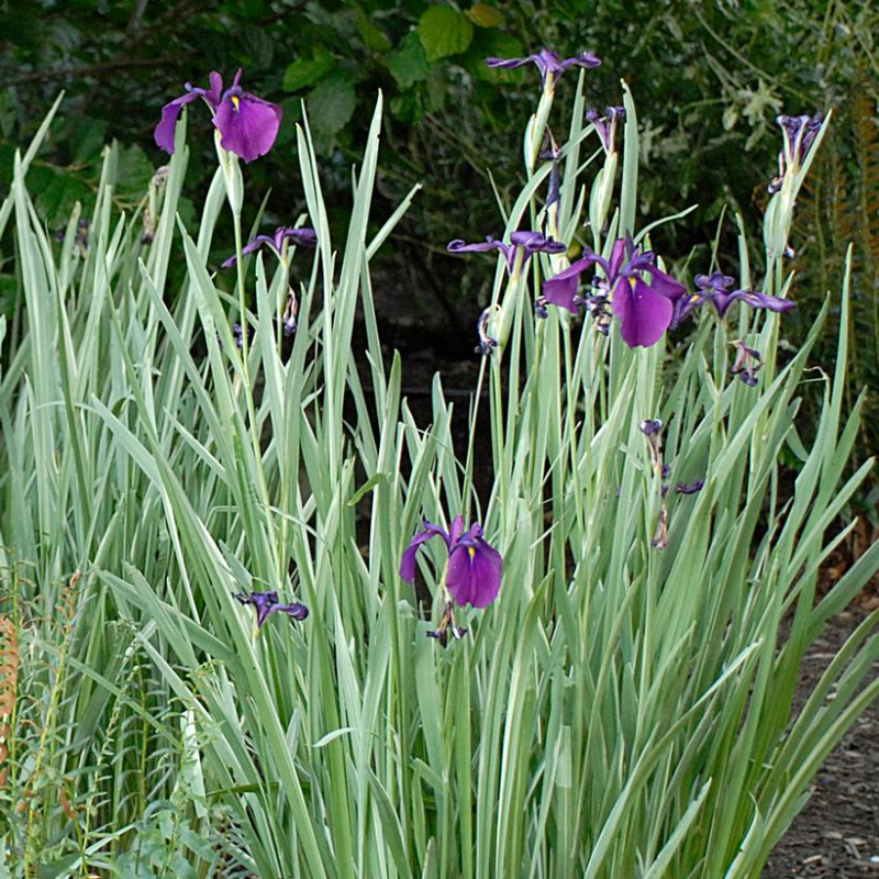variegated japanese water iris
