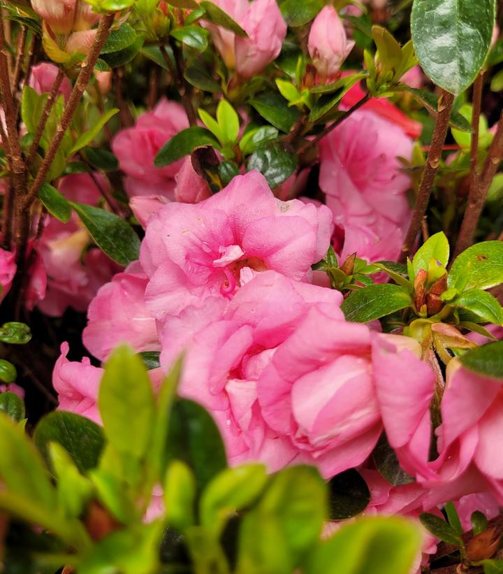 Rosebud Azalea | Plant Addicts