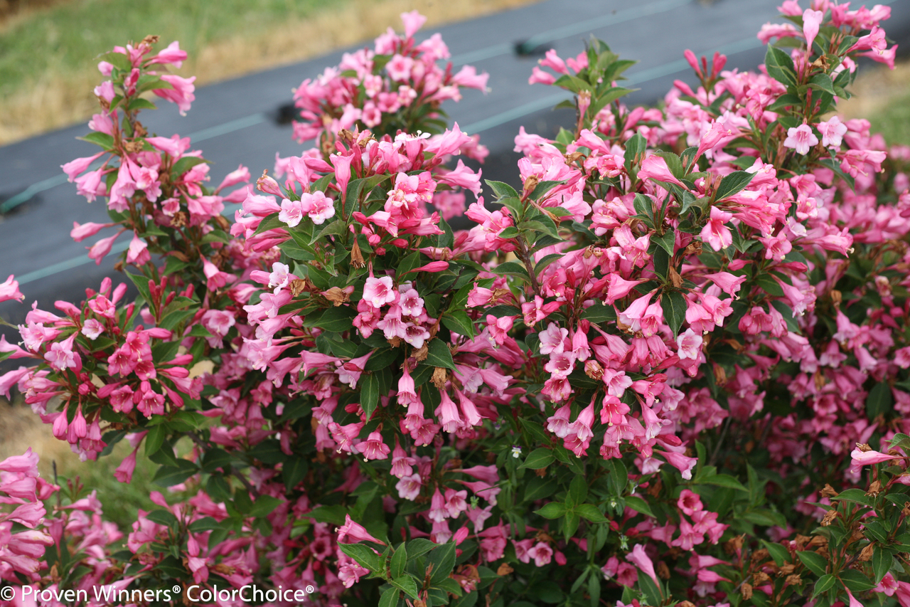 Czechmark Twopink® Weigela | Plant Addicts
