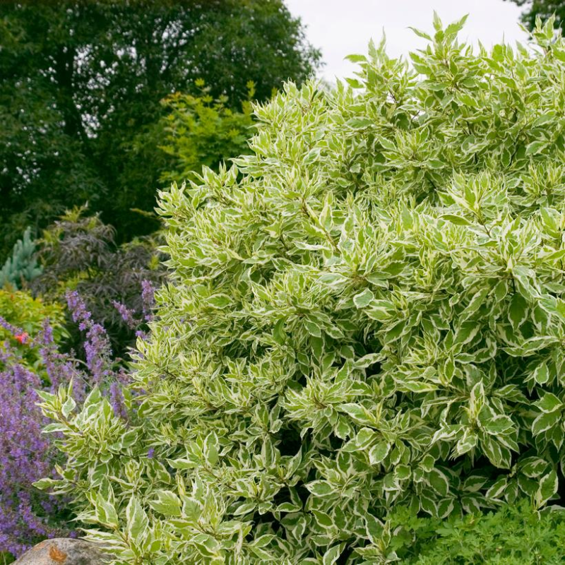 variegated shrubs identification pictures