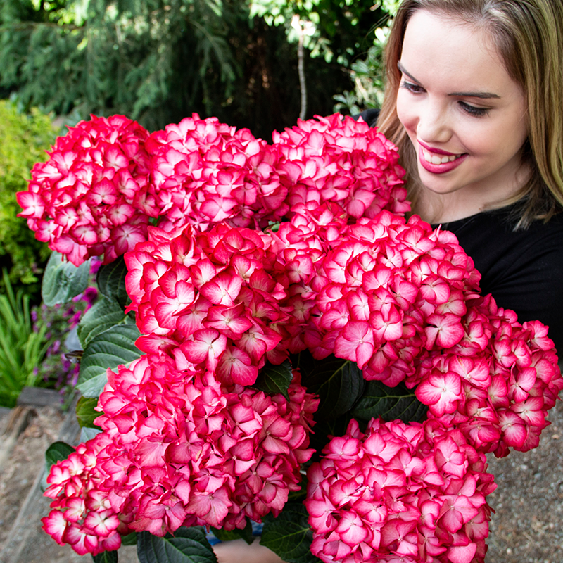 Image of Kimono hydrangea full bloom pink blue white