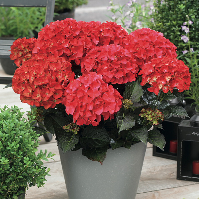 Image of Hydrangea Tuxedo Red in a vase