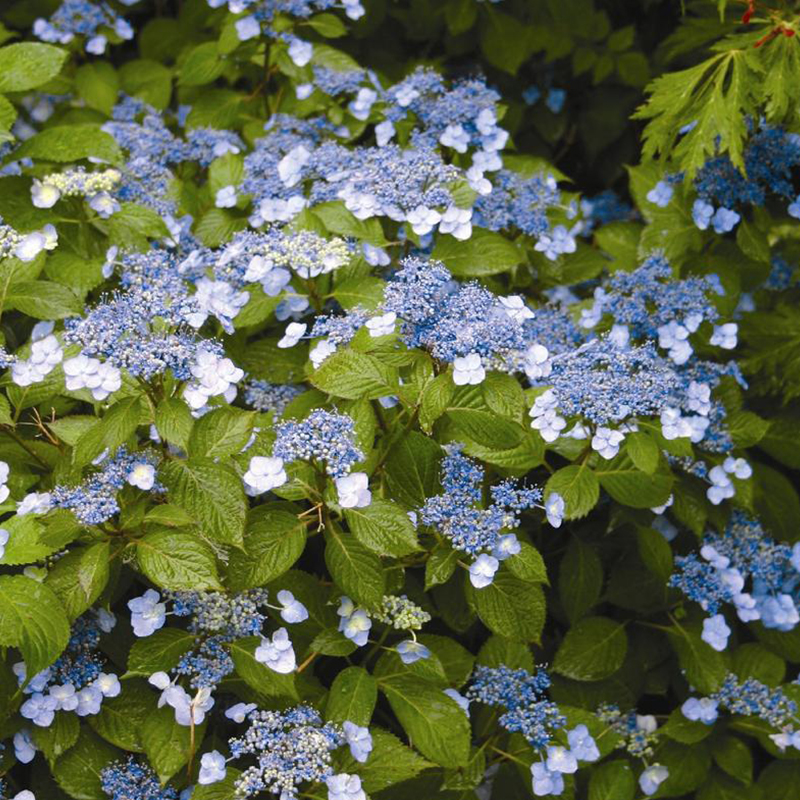 Image of Blue Jangles hydrangea in a woodland setting