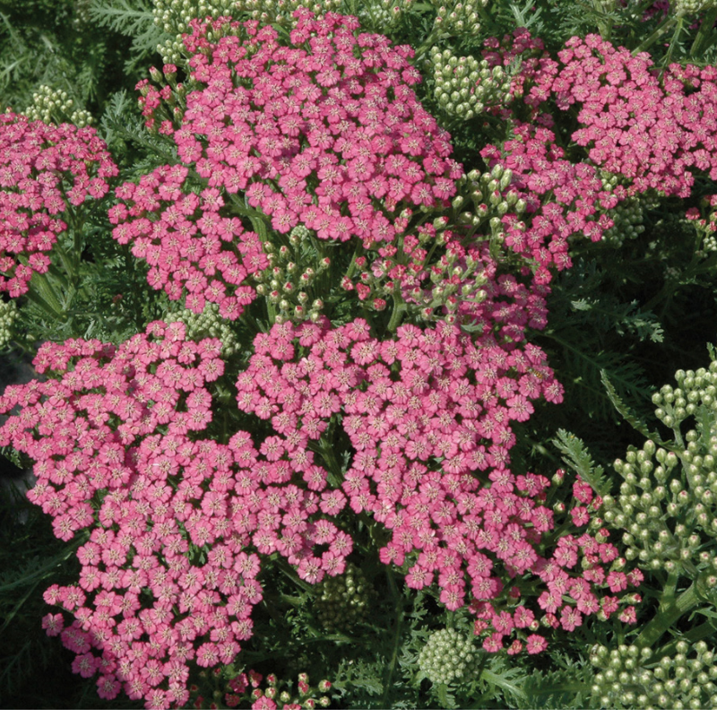 Achillea 'Pink Grapefruit' – Common Yarrow (Non-native) – 5-Pint – Catskill  Native Nursery Plant Shop