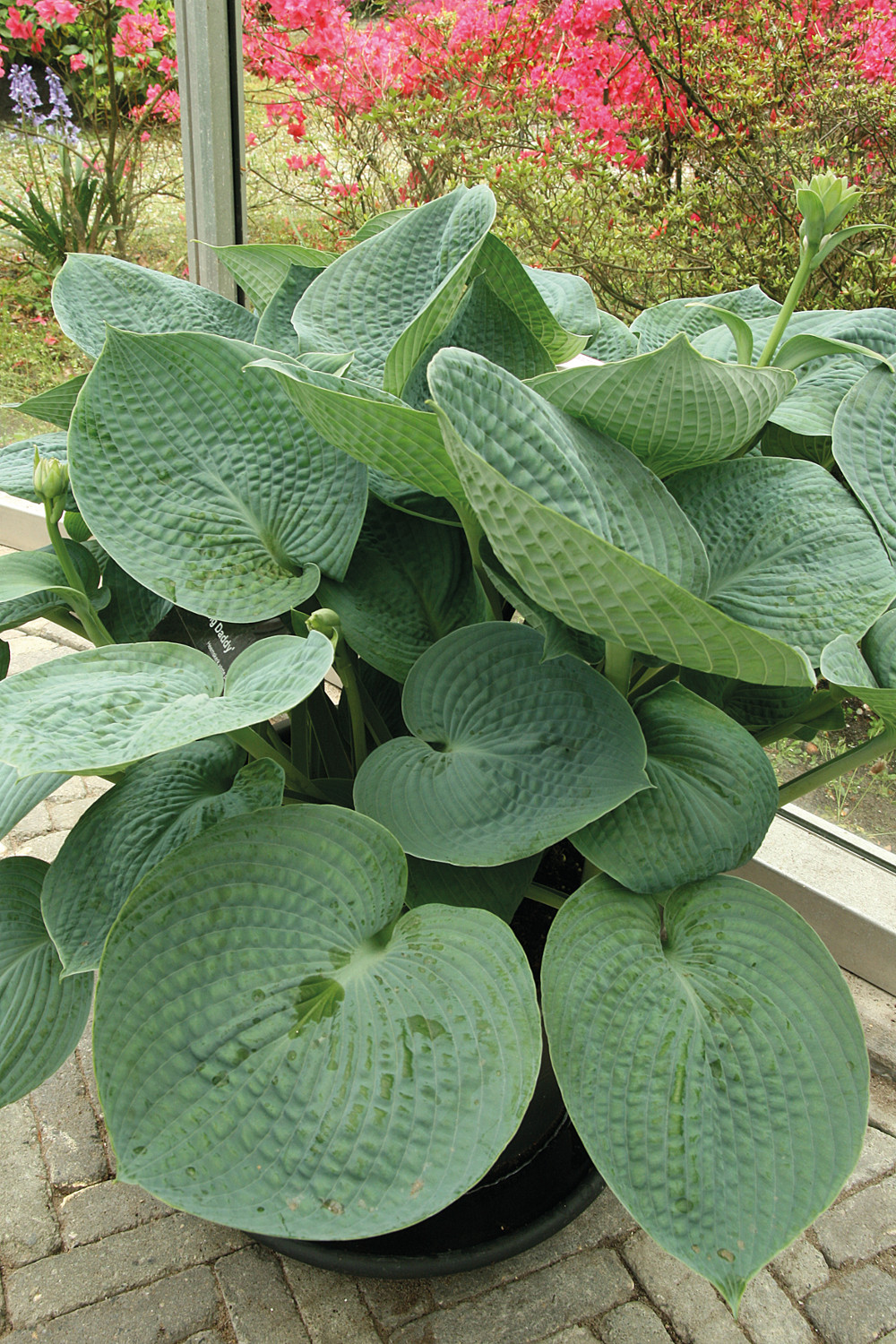 masoniana sansevieria Sansevieria masoniana – The Garden Corner main image 1