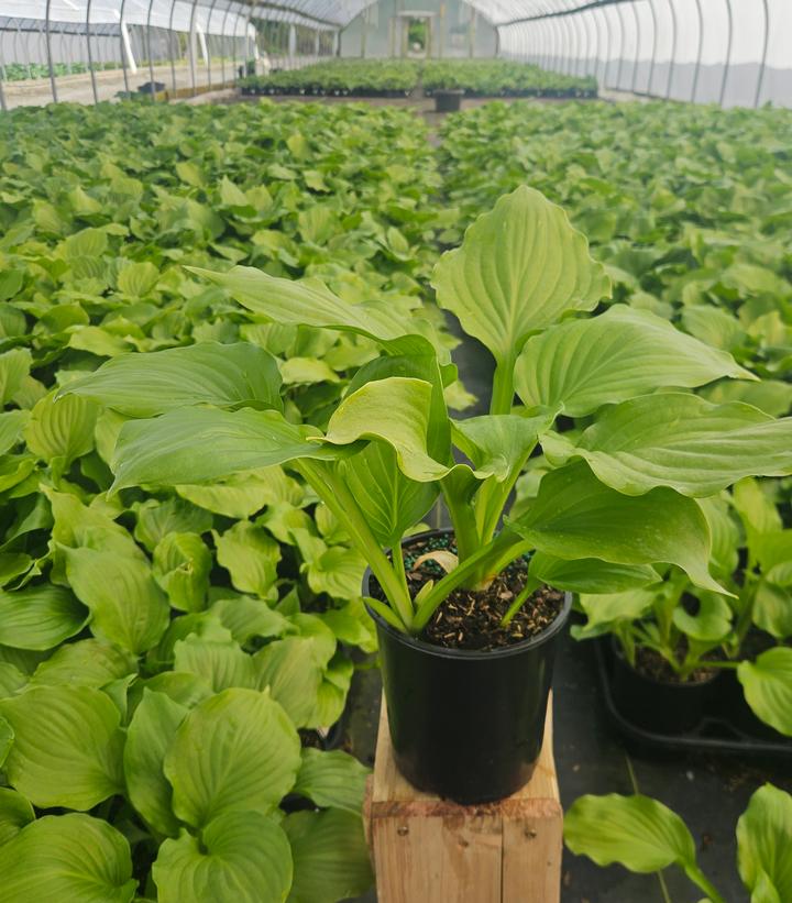 Royal Crest Hosta | Plant Addicts