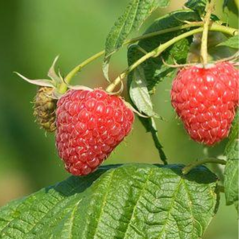 100 SEEDS Blue Raspberry Berries Raspberries Garden Fresh Fruit Healthy