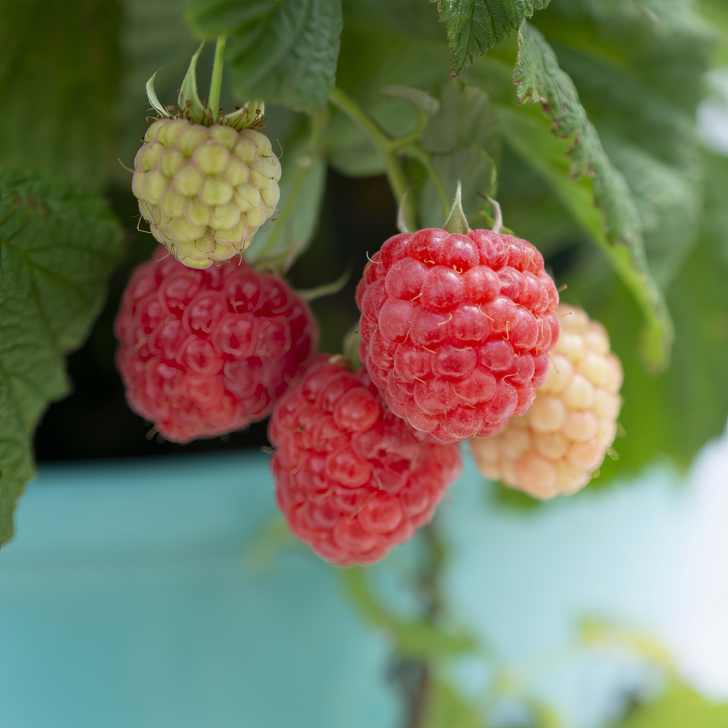 Raspberry Shortcake Raspberry | Plant Addicts