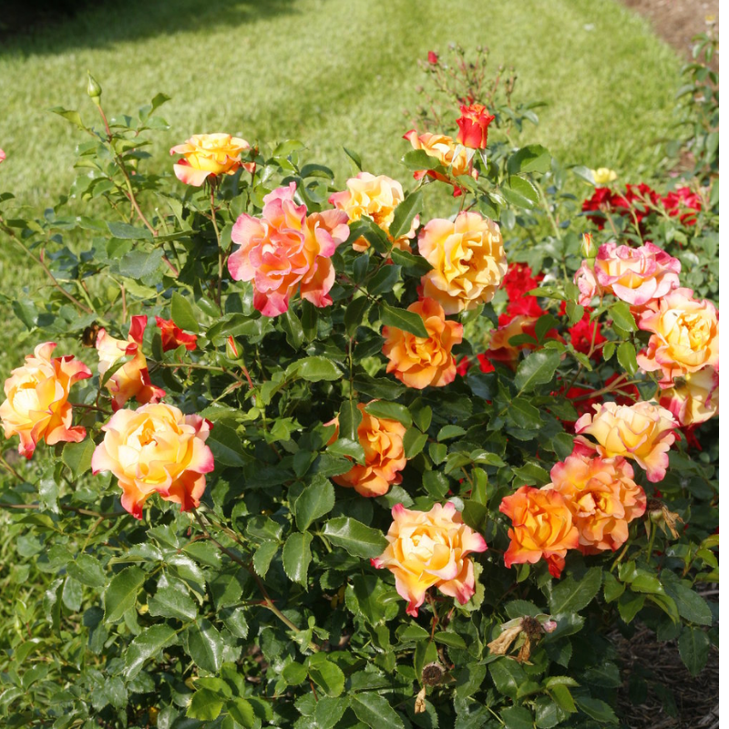 orange rose bush
