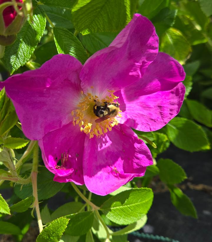 Rugosa Rose | Plant Addicts
