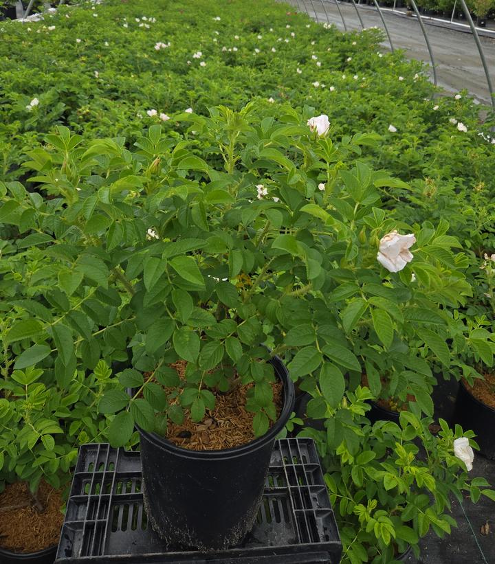 White Rugosa Rose | Plant Addicts
