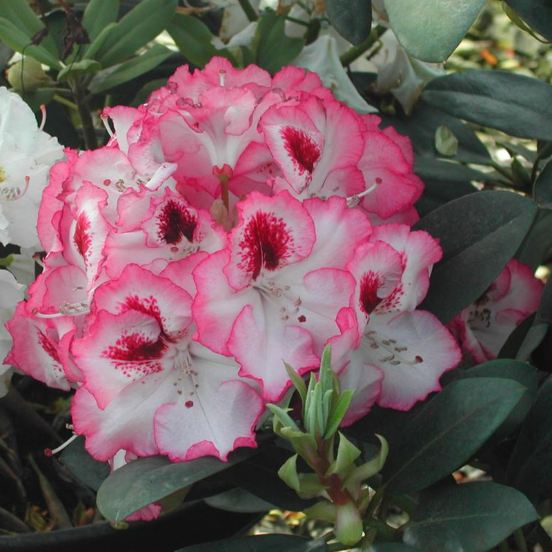 Cherry Cheesecake Rhododendron | Plant Addicts