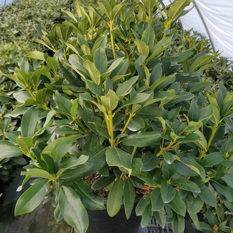 Cunningham's White Rhododendron | Plant Addicts
