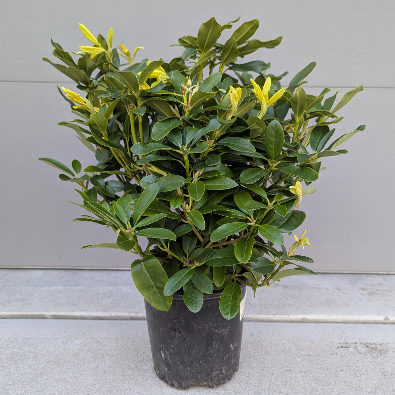 Cunningham's White Rhododendron | Plant Addicts