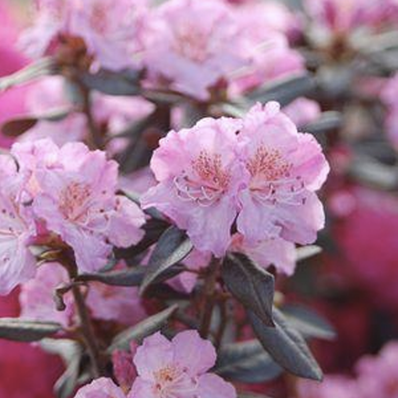 rhododendron elizabeth Buy Rhododendron 'Elizabeth' Bright Red Blooms — Mr Maple │ Buy Japanese  Maple Trees main image 0