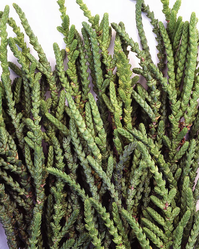 Watch Chain Plant | Princess Pine | Plant Addicts