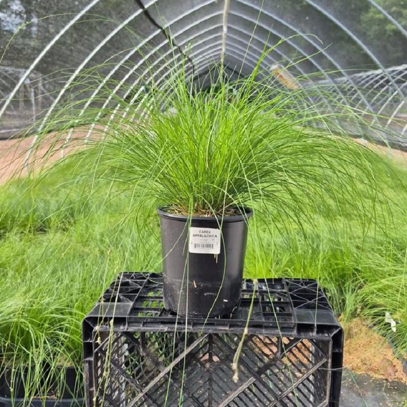 Appalachian Sedge Grass | Plant Addicts