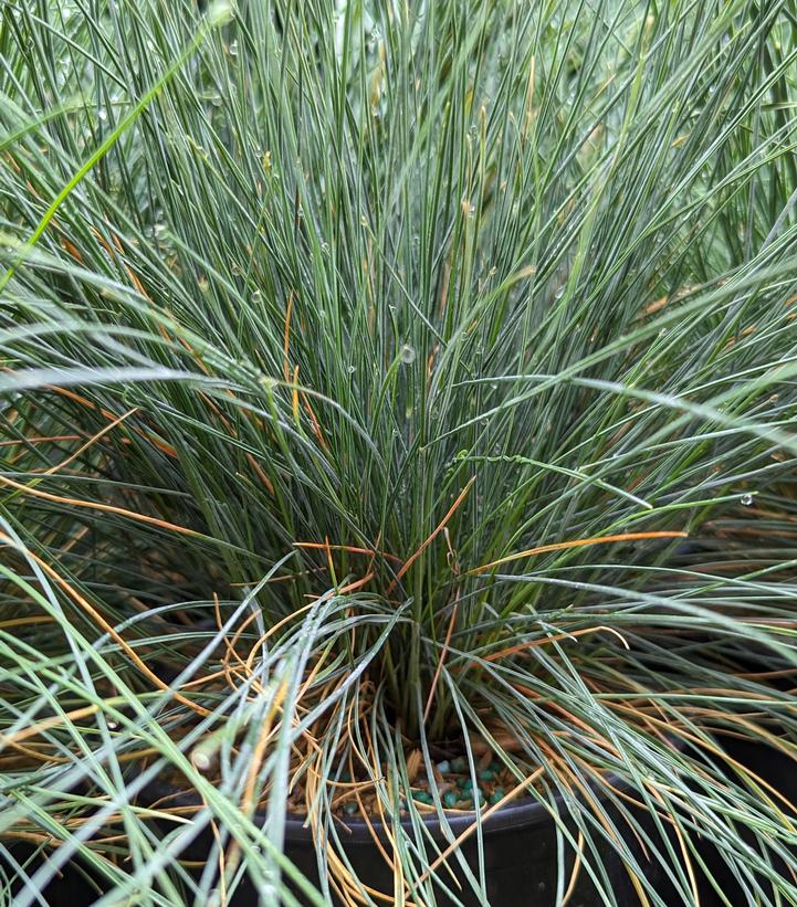 delosperma echinatum pickle plant Delosperma echinatum