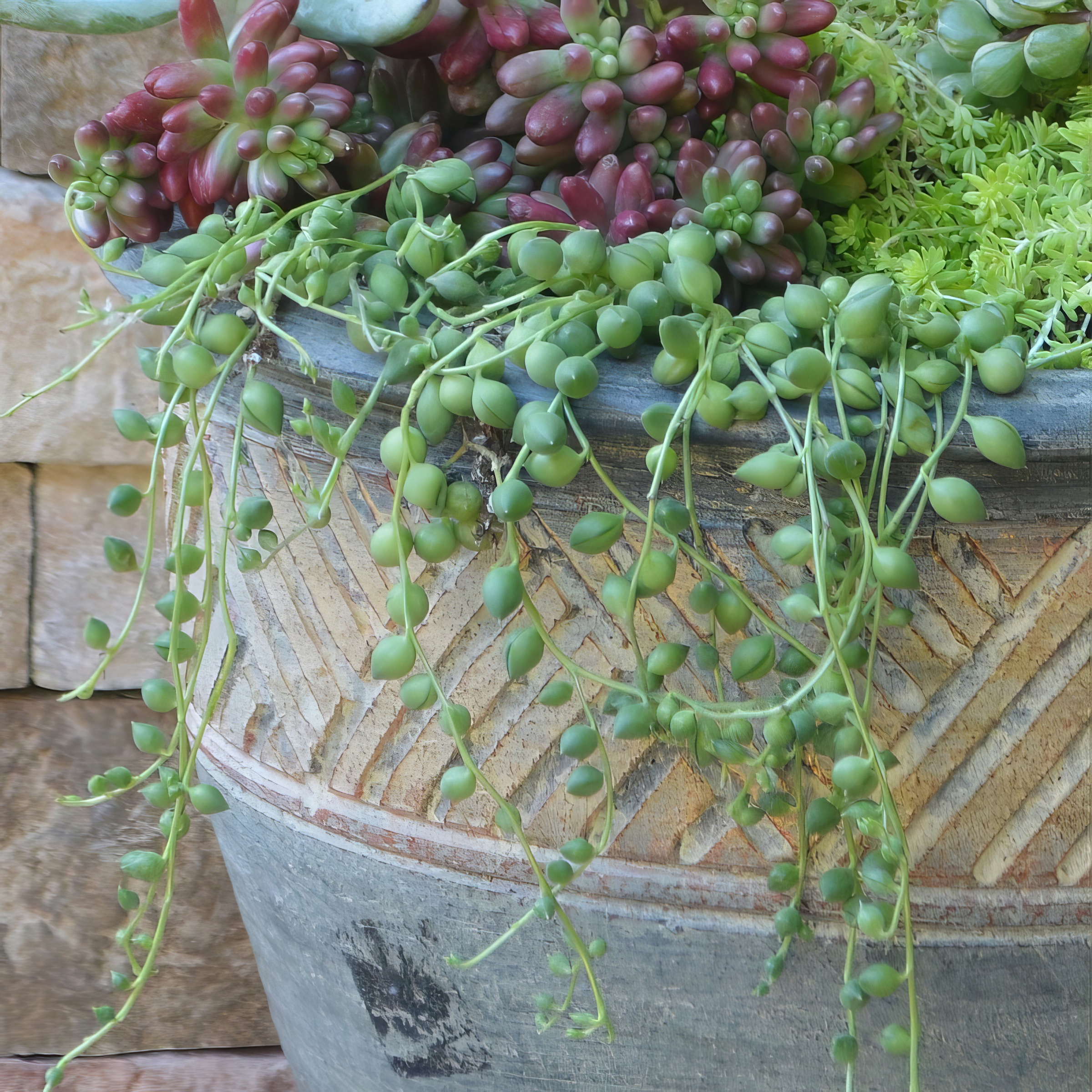 String Of Pearls | Plant Addicts