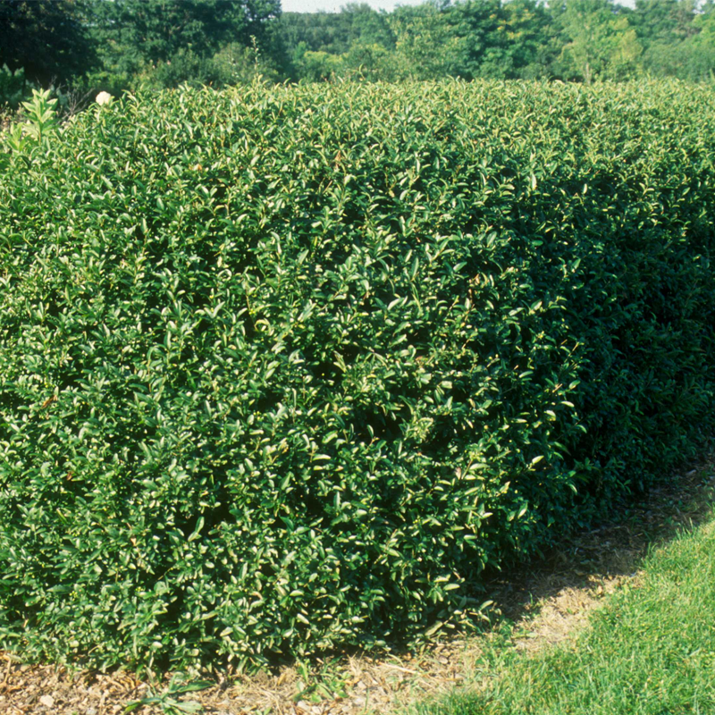 California Privet | Plant Addicts