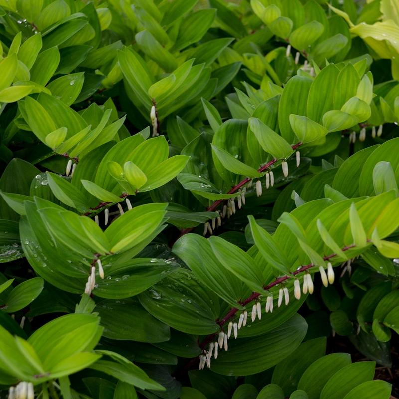 Buy More Save More Page 42 Plant Addicts