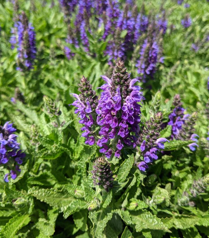 Marcus Meadow Sage | Plant Addicts