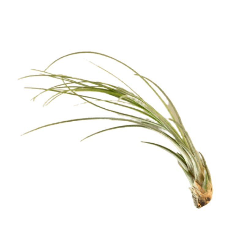 Juncea Air Plant | Plant Addicts