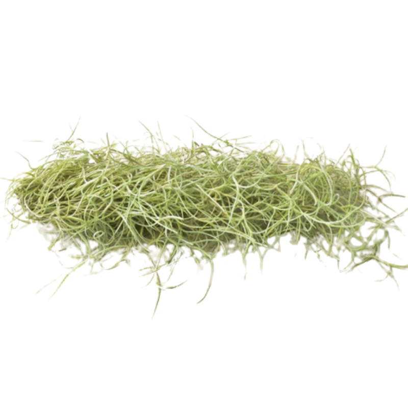 Usneoides Spanish Moss Air Plant | Plant Addicts