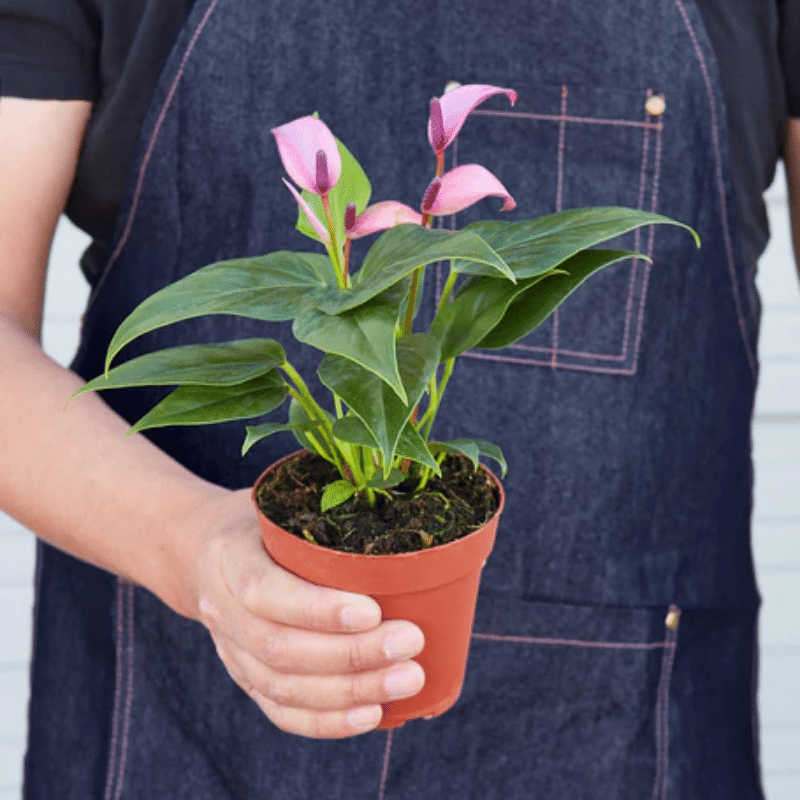Purple Anthurium | Plant Addicts