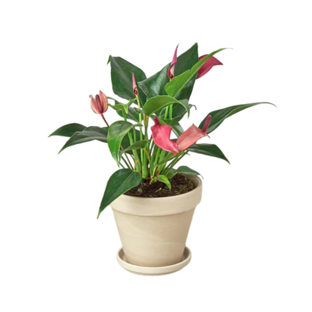 Anthurium 'Purple' Size 4 Pot | Public Goods