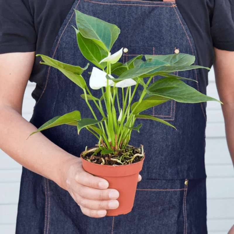 White Anthurium | Plant Addicts