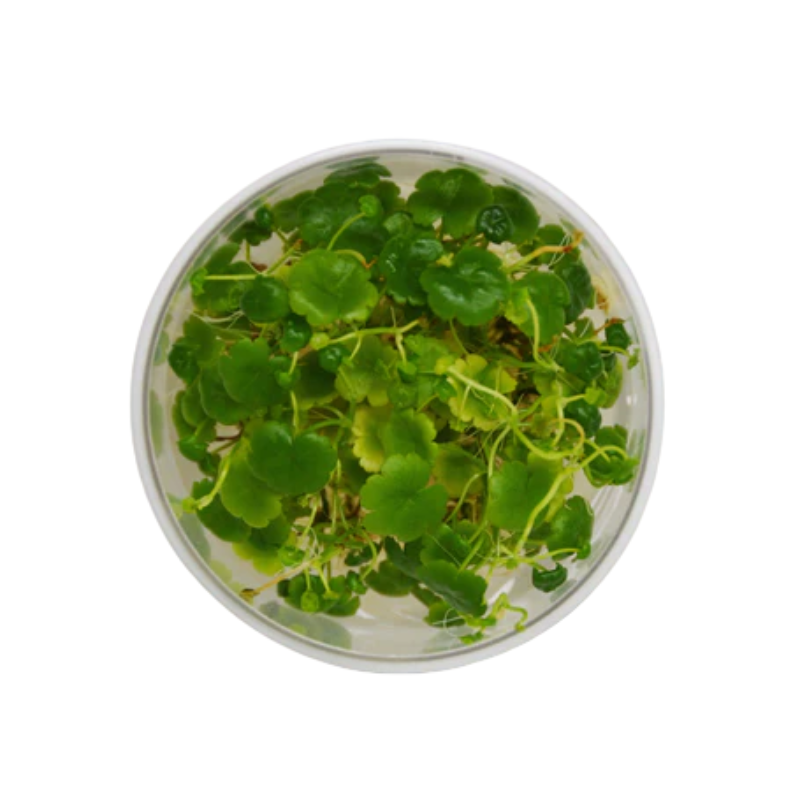 Hydrocotyle Tripartita | Plant Addicts