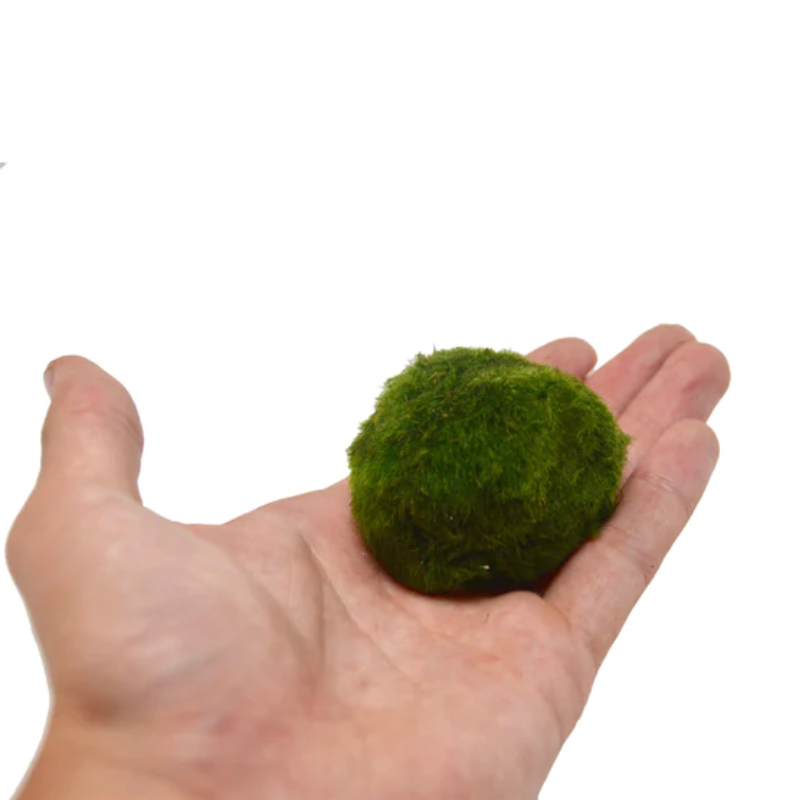 Marimo Ball | Plant Addicts