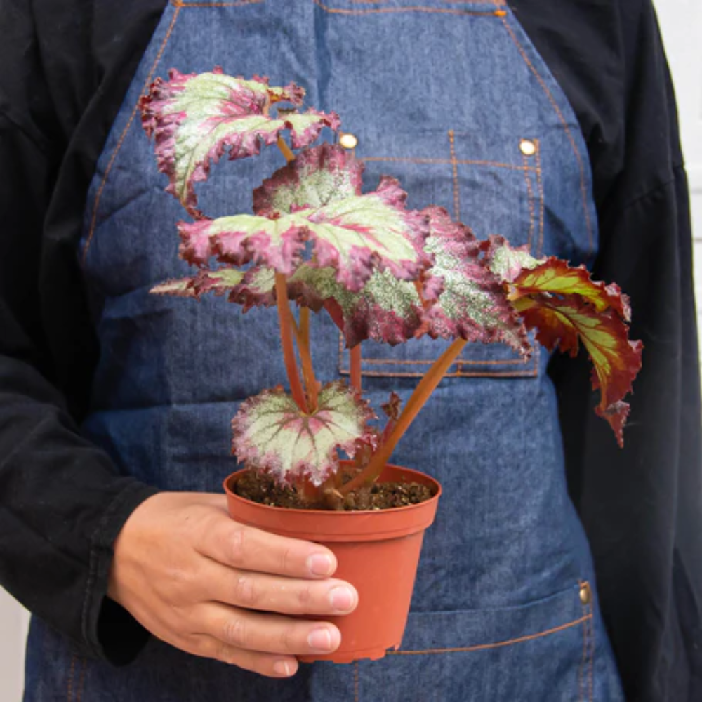 Rex Begonia | Plant Addicts