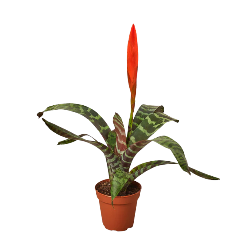bamboo plant fertilizer Lucky Bamboo Fertilizer main image 1