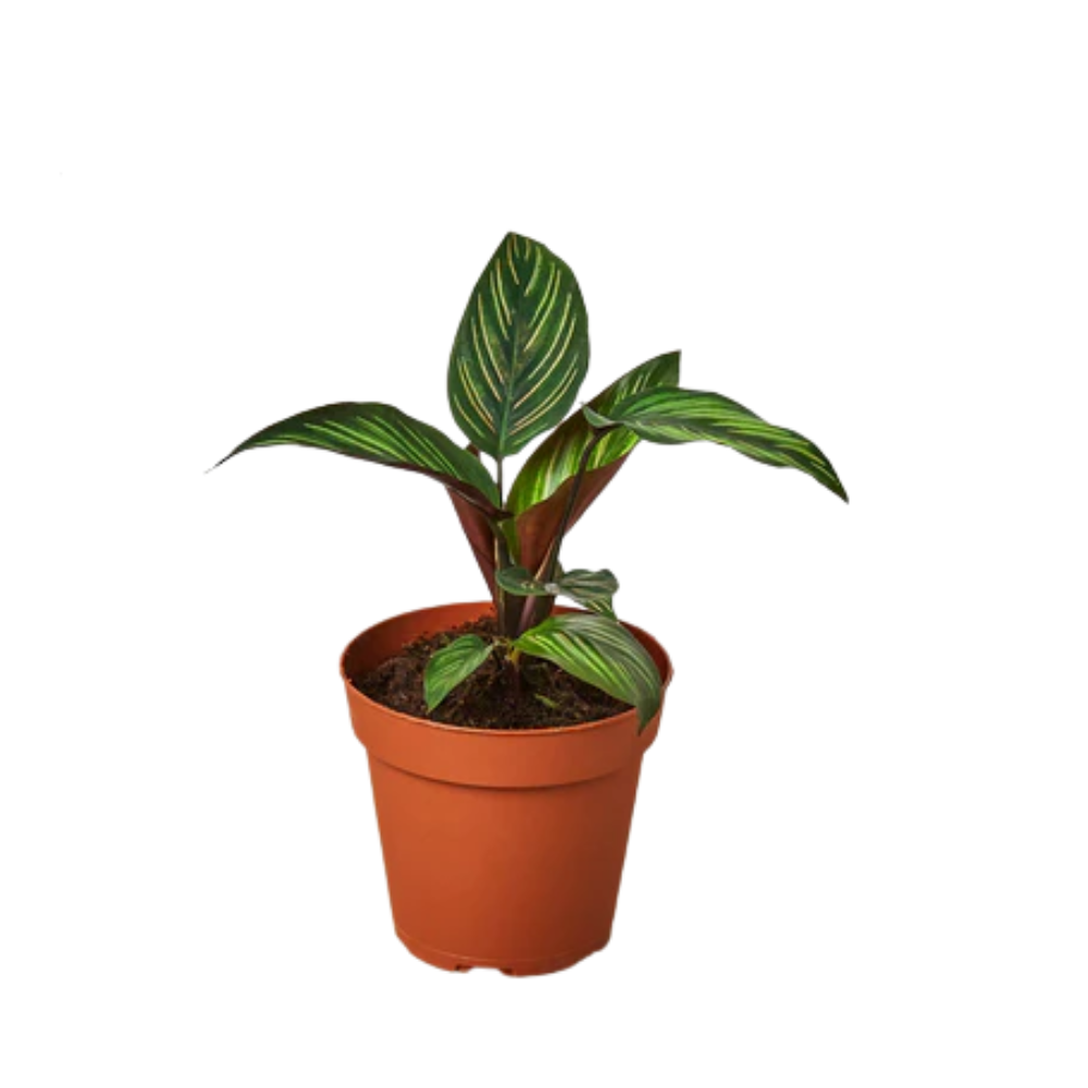 dracena marginata tricolor Large Dracaena Marginata Tricolor (203cm) in Nursery Grow Pot – Pulpy Garden