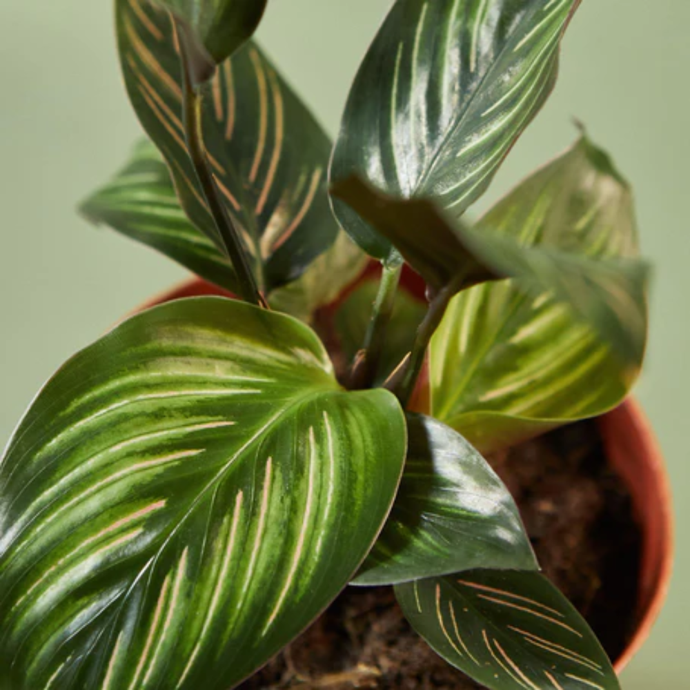 Beauty Star Calathea | Plant Addicts