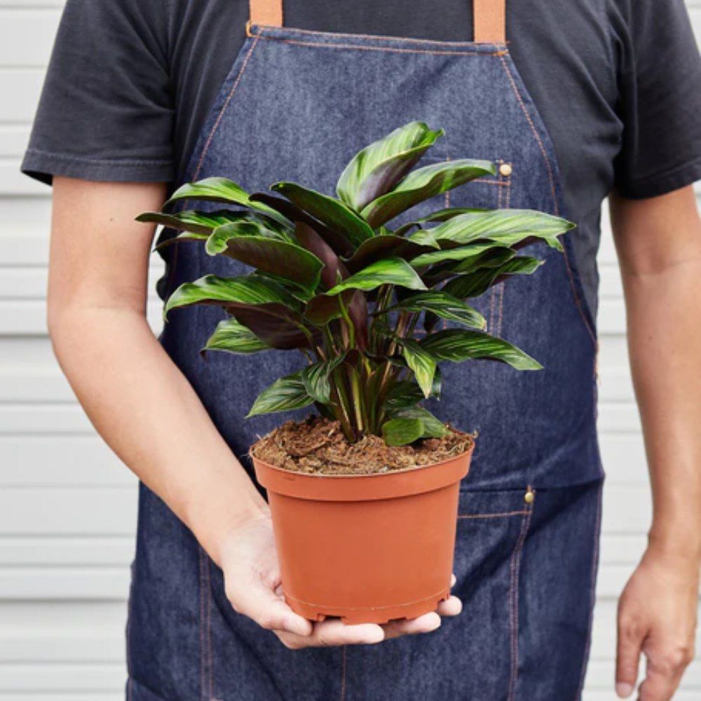 Beauty Star Calathea | Plant Addicts