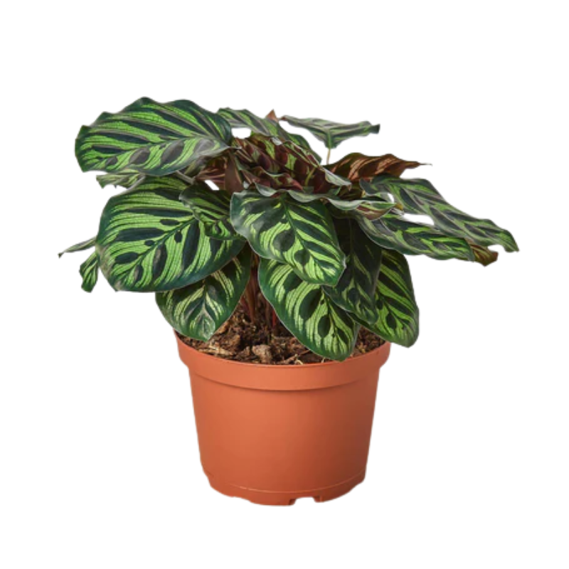 Calathea Makoyana Peacock - Best Houseplant For Beginners For Sale 6" Pot by Succulents Box