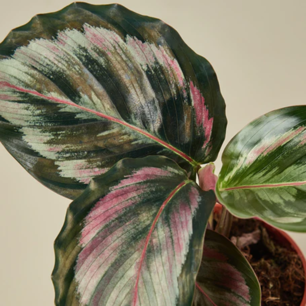 Medallion II Calathea | Plant Addicts