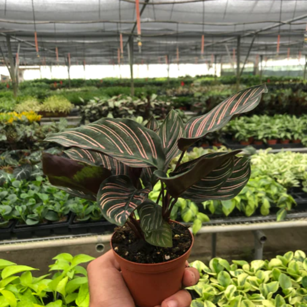 Ornata Calathea | Plant Addicts