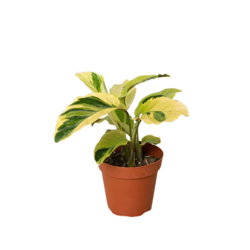 calathea medaillon Calathea Medaillon - 80 cm main image 1