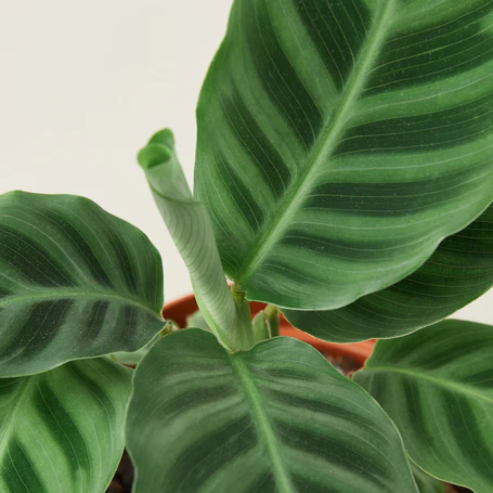 efeu tute Epipremnum Aureum 'Neon' (Efeutute)  Foliage Dreams