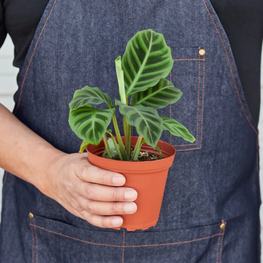 calathea majestica white star Calathea 'White star' - Bristol House Plant Shop & Delivery main image 1